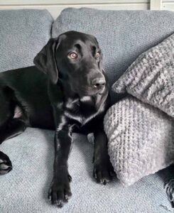 Black Labrador Retriever lying on a grey textured couch beside two patterned cushions. The dog’s glossy fur contrasts with the soft fabric, and its bright eyes give an alert appearance.